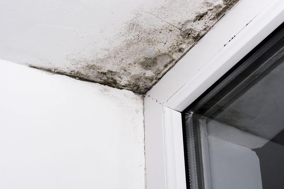 ceiling mold