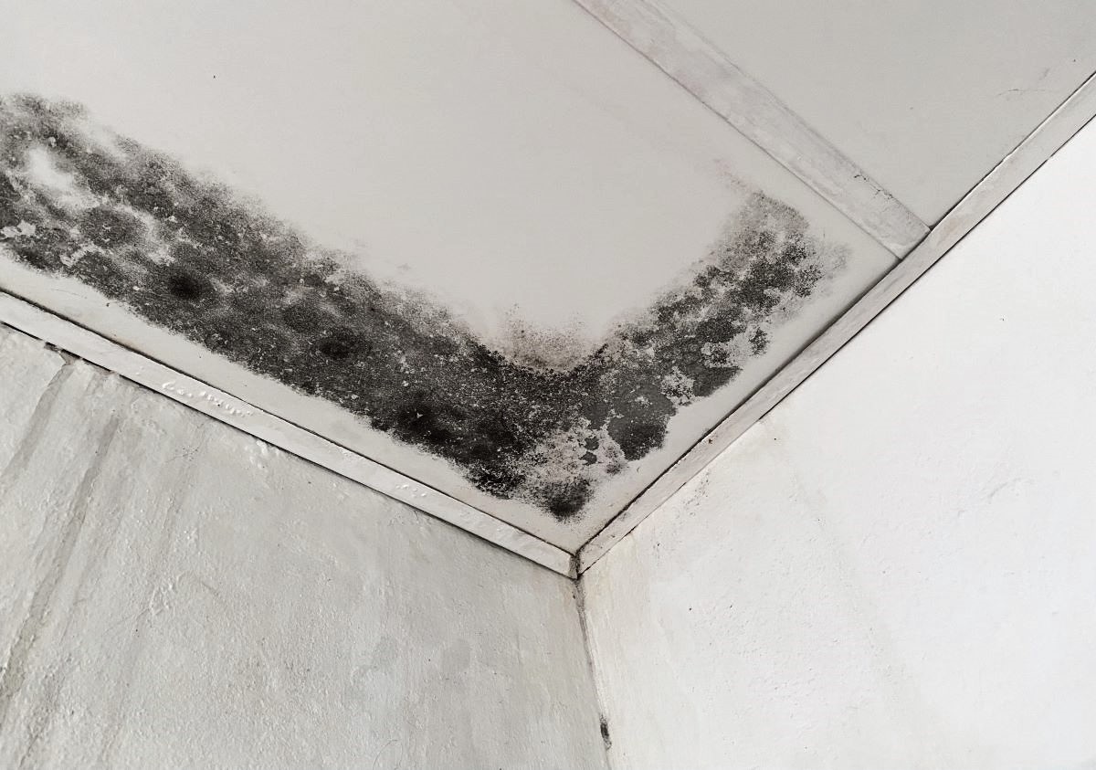 ceiling mold