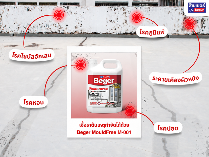 เชื้อราส่งผลกระทบต่อสุขภาพ