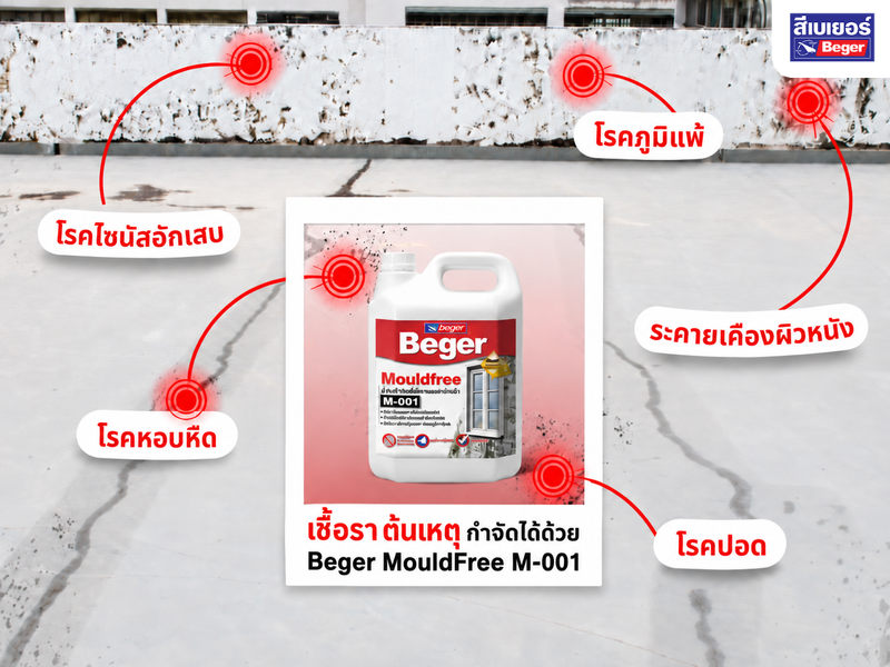 เชื้อราส่งผลกระทบต่อสุขภาพ